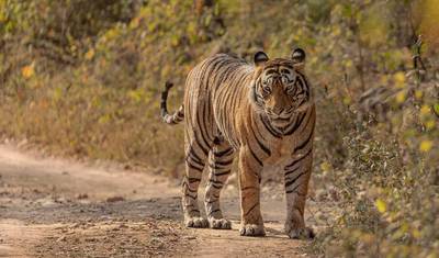 من دلهي: جولة سفاري النمور في Ranthambore لمدة 3 أيام!! — 5