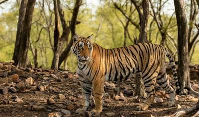 من دلهي: جولة سفاري النمور في Ranthambore لمدة 3 أيام!! — 4