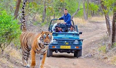 من دلهي: جولة سفاري النمور في Ranthambore لمدة 3 أيام!! — 2