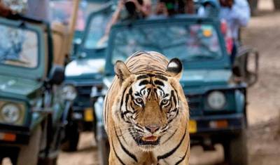 من دلهي: جولة سفاري النمور في Ranthambore لمدة 3 أيام!! — 3