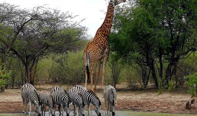 BOTSWANA – Moremi Reserve Chobe NP Photographic Safari — 3