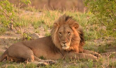 BOTSWANA – Moremi Reserve Chobe NP Photographic Safari — 4