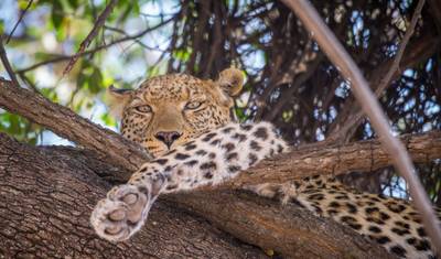 BOTSWANA – Moremi Reserve Chobe NP Photographic Safari — 5