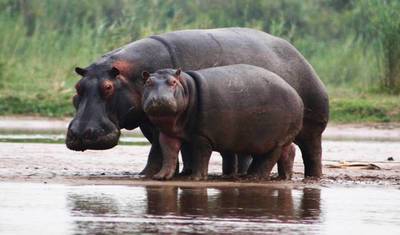 3 Dni Przygody Safari w Burundi: Plan Podróży — 3