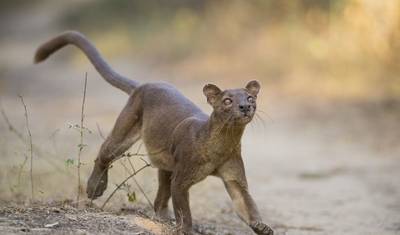Madagaskar: Lemury i Baobaby (Dostępne przez cały rok) — 5
