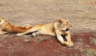 10-dniowe Najlepsze Doświadczenie Safari w Kenii — 2