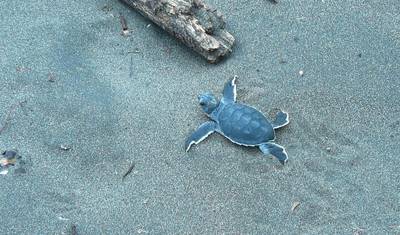 Viagem de Volta à Costa Rica e Relaxamento em Mariposa — 5