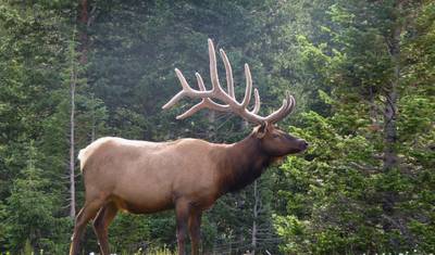 Rocky Mountain Immersion: Explore Yellowstone, Grand Teton, and Rocky Mountain National Parks — 4