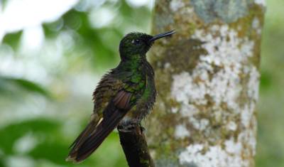 From Snow-capped Peaks to Pristine Islands: A journey across the Andes, Cloudforest and Galapagos — 4