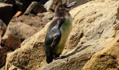 From Snow-capped Peaks to Pristine Islands: A journey across the Andes, Cloudforest and Galapagos — 5
