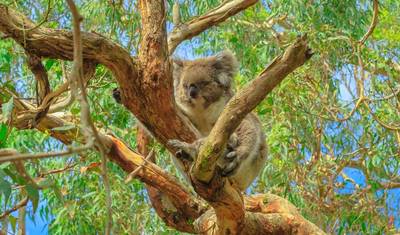 Best of Melbourne with Great Ocean Road & Phillip Island — 5