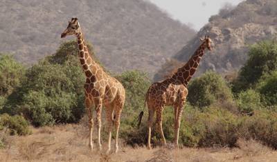 4-dniowe Safari Express w Masai Mara — 2