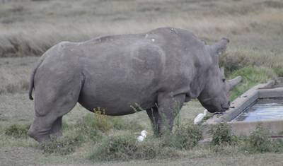 4-dniowe Safari Express w Masai Mara — 3