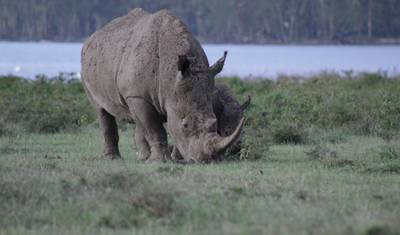 4-dniowe Safari Express w Masai Mara — 4
