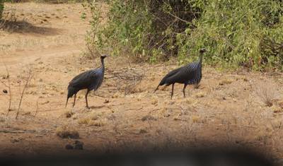 4-dniowe Safari Express w Masai Mara — 5