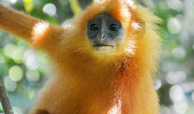 Destaques da Vida Selvagem de Bornéu (Sabah) — 3