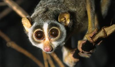 سفاري سريلانكا — 2