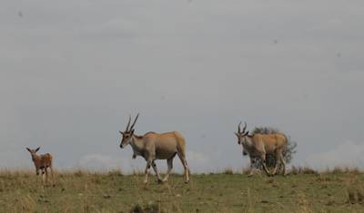 Safari de Luxo de 4 Dias no Masai Mara para Observação da Vida Selvagem — 2