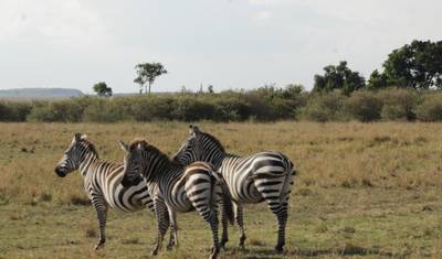 Safari de Luxo de 4 Dias no Masai Mara para Observação da Vida Selvagem — 3