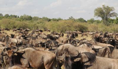 Safari de Luxo de 4 Dias no Masai Mara para Observação da Vida Selvagem — 4