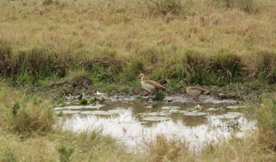 Safari de Luxo de 4 Dias no Masai Mara para Observação da Vida Selvagem — 5