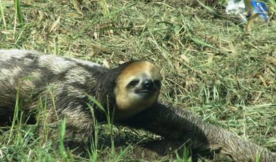Experiência Definitiva na Natureza da Guiana: 14 Dias/13 Noites — 2