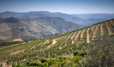 Douro Wine Region self-guided hike tour — 3