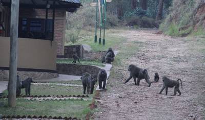 Safari Clássico de 10 dias em Ruanda — 4