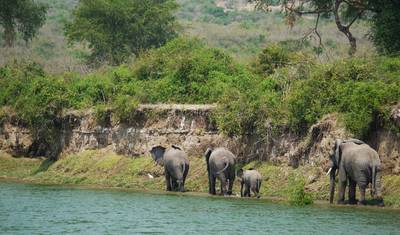 Gorillas and Game Parks — 2