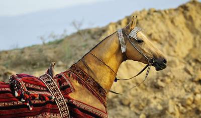رحلة 5stan إلى كازاخستان، قيرغيزستان، طاجيكستان، أوزبكستان، تركمانستان — 4