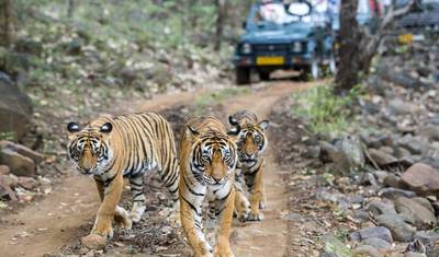 Excursão Triângulo Dourado com Safári em Ranthambore de 8 Dias — 4