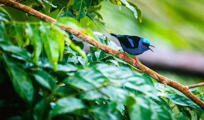 Colombia Undiscovered Pacific Coast — 4