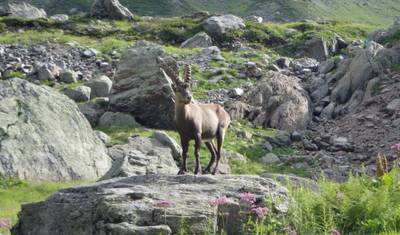 Tour du Mont Blanc Classic 10 Day Guided Hike — 5