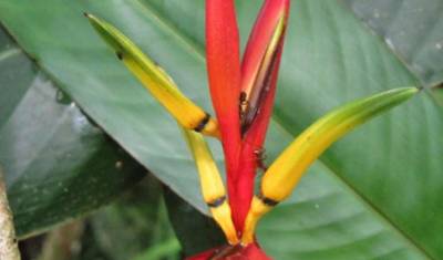 Panama Highlights — 3