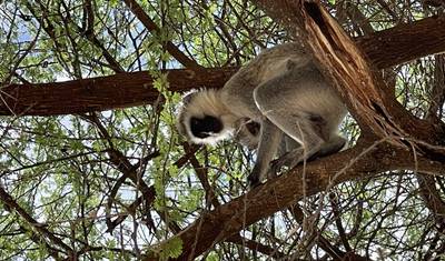 8 Dias: Serengeti, Ngorongoro, Tarangire e Tour Cultural Materuni — 4