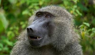 8 Dias: Serengeti, Ngorongoro, Tarangire e Tour Cultural Materuni — 5