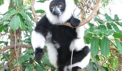 Perły Madagaskaru — 2