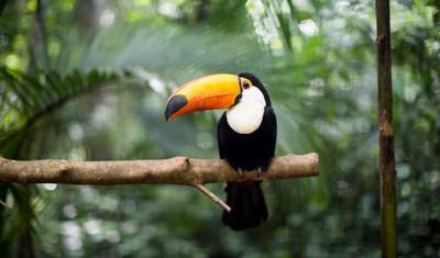 Costa Rica Escape — 3