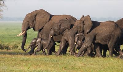 Aventura de Safari de 10 Dias no Quênia e Férias Relaxantes na Praia de Mombasa — 2