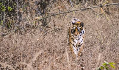 インド中部 野生動物ツアー — 4