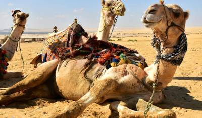 Overnight Camping Trip to El-Fayoum Oasis from Cairo — 2