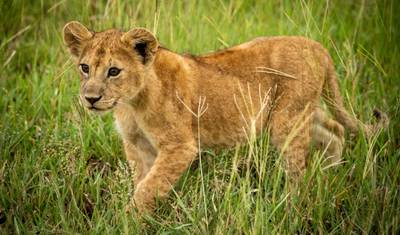 12 Days - Premium Luxury Safari & Beach Holidays All Inclusive — 2