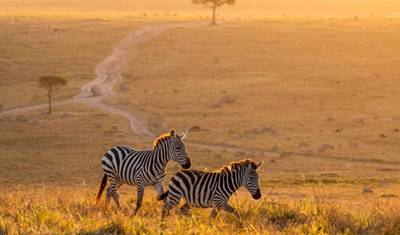 12 Days - Premium Luxury Safari & Beach Holidays All Inclusive — 3