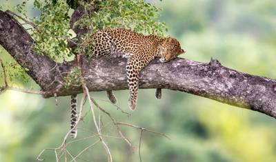 12 Days - Premium Luxury Safari & Beach Holidays All Inclusive — 4