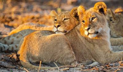 12 Days - Premium Luxury Safari & Beach Holidays All Inclusive — 5