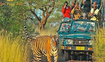 12 Days Chitwan National  Wildlife  Safari Tour with Tajmahal All Inclusive — 3