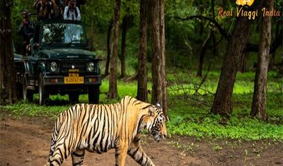 India Wildlife Adventure Tours — 2