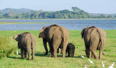 Sri Lanka Luxury Escapes — 2