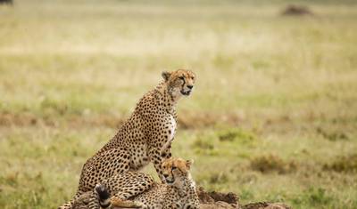 Inesquecíveis 10 Dias de Safari no Quênia e na Tanzânia. — 5