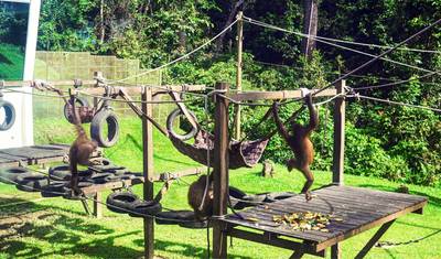 Malaysia Sarawak: Iban Longhouses & Wild orangutans (Private Custom) — 2